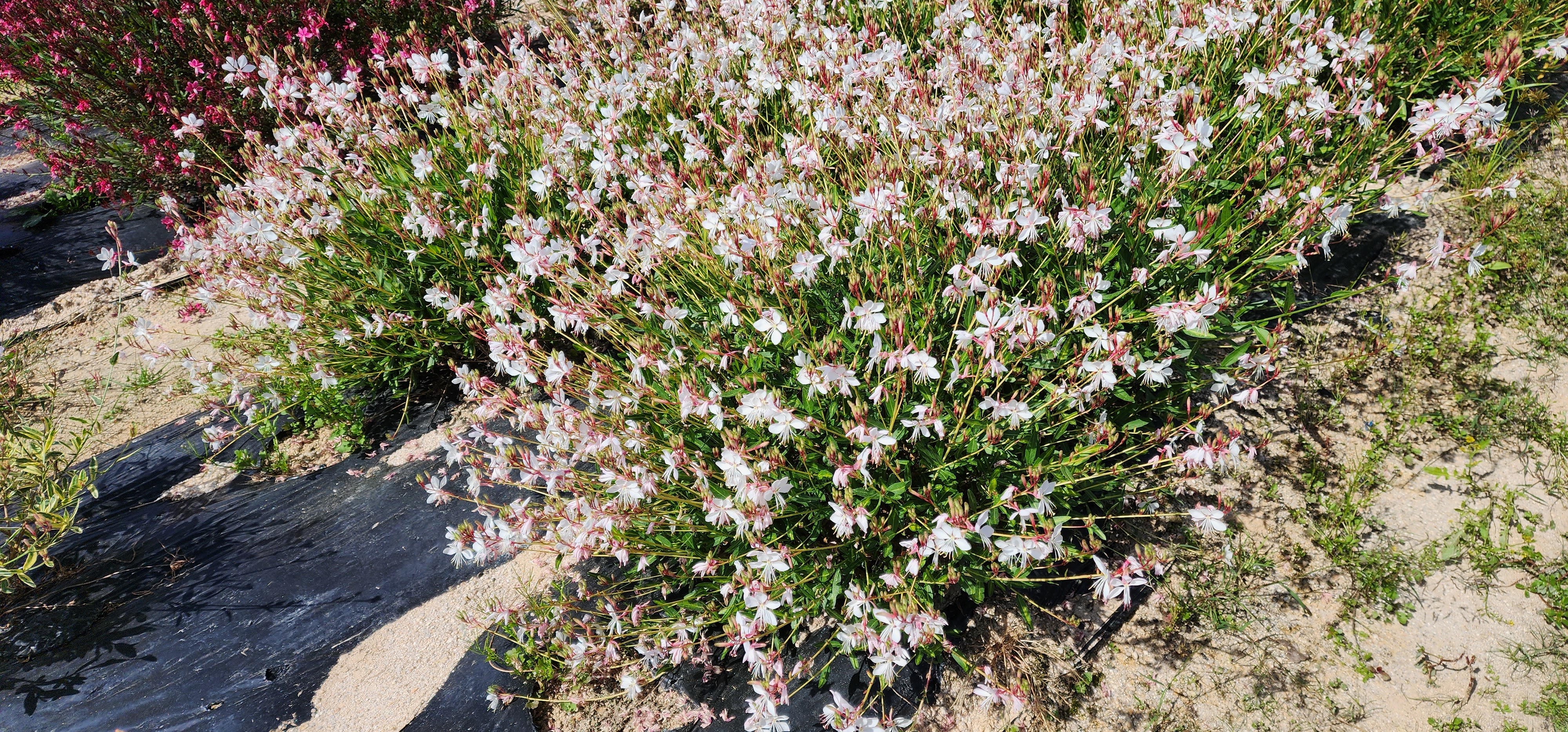 Gaura lindheimeri ‘Golden Tree’